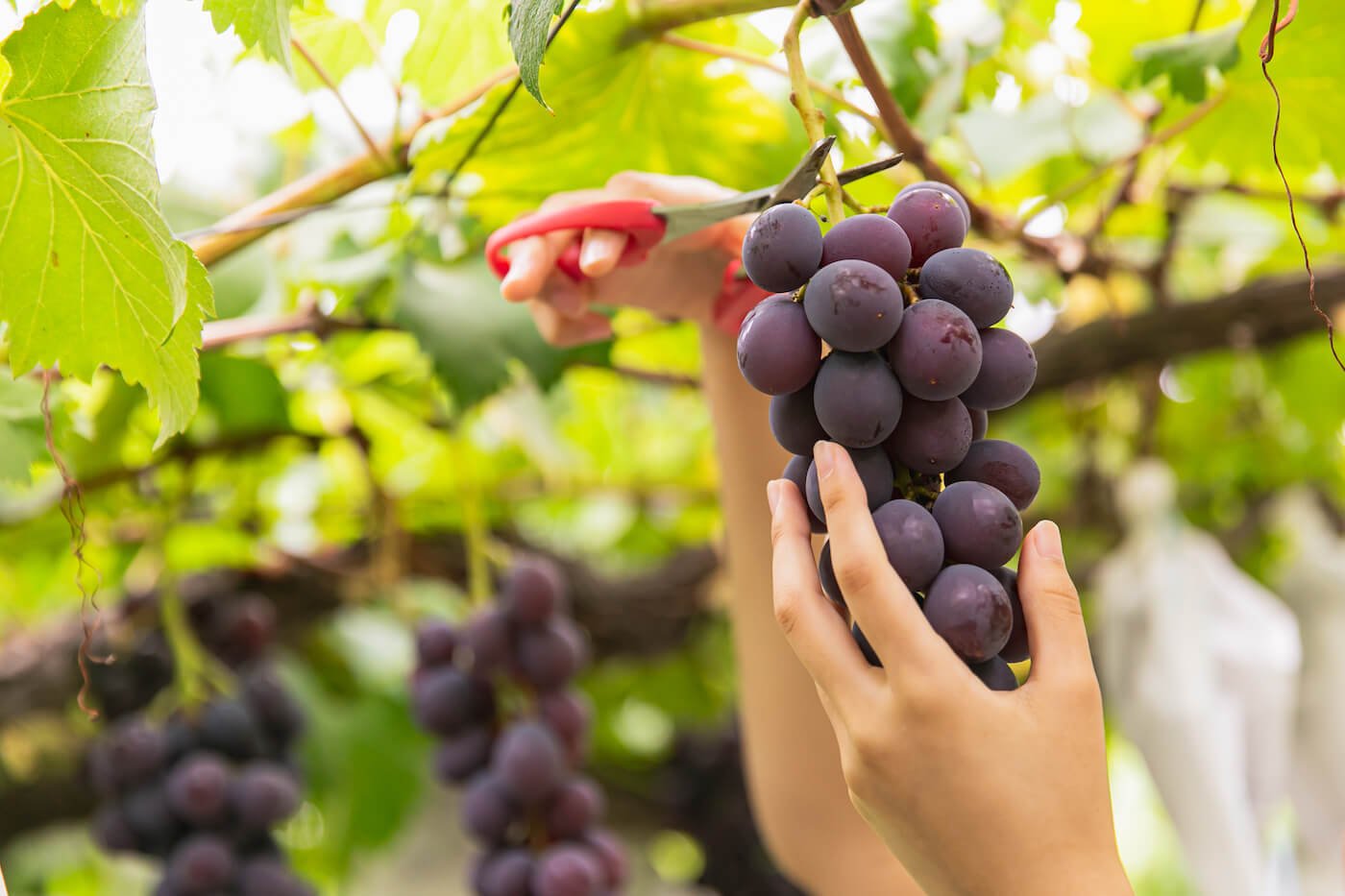 🍓 과실의 나라 커플즈 (카지츠노쿠니 캇푸르즈) 이미지 8